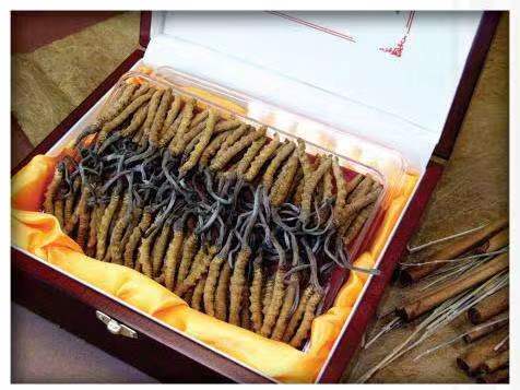 总口管理区冬虫夏草回收